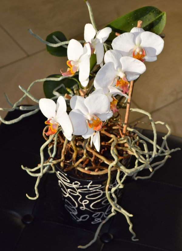 How To Stimulate Root Growth In Orchids 6 Rules Guide