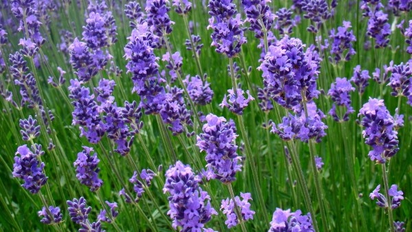 Lavender Periwinkle vs Lavender