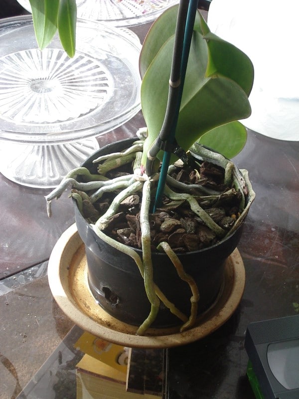 Proper airflow How To Stimulate Root Growth In Orchids