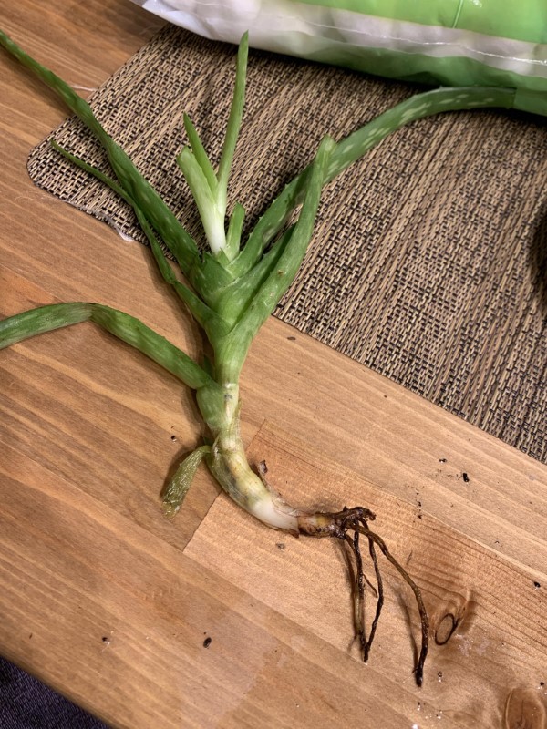 Root rot Why Does My Aloe Plant Stink