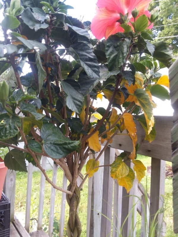 What Causes Hibiscus Leaves To Turn Yellow 2