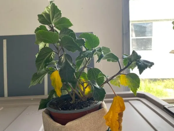 What Causes Hibiscus Leaves To Turn Yellow