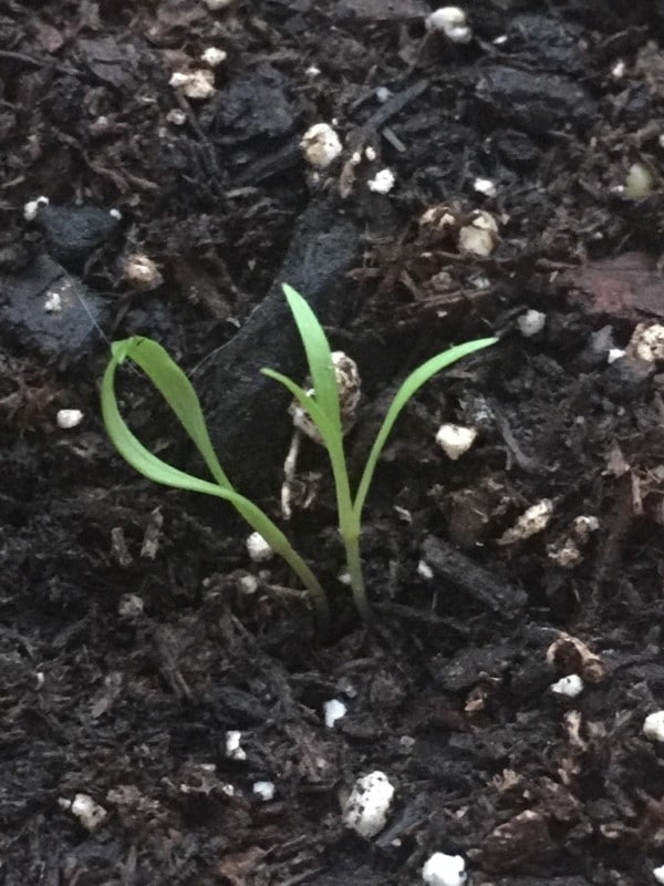 What Do Carrot Seedlings Look Like 2