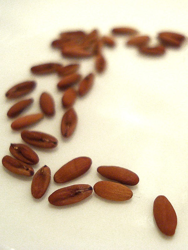 What Do Geranium Seeds Look Like 2