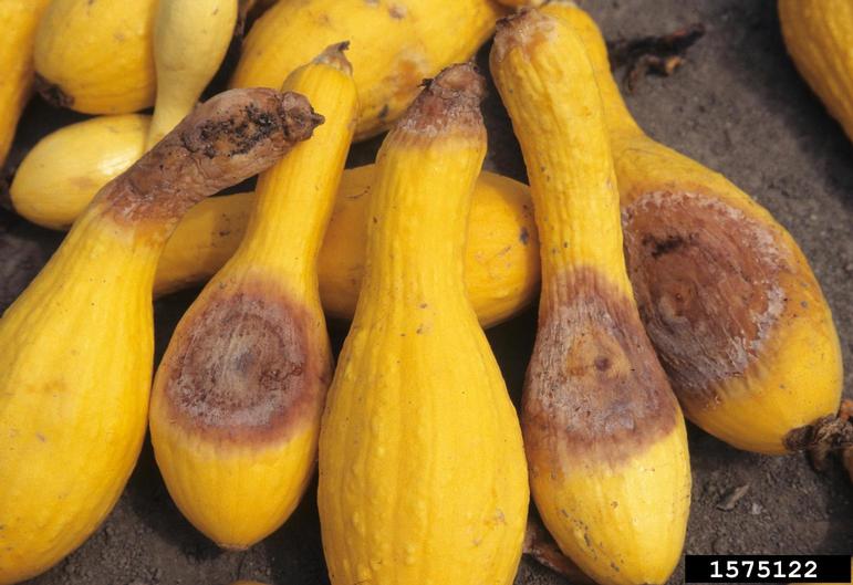 What Does Bad Yellow Squash Look Like Grow Gardener