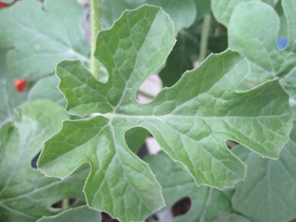 What do watermelon leaves look like 3