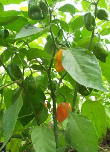 When To Pick Habanero Peppers 2