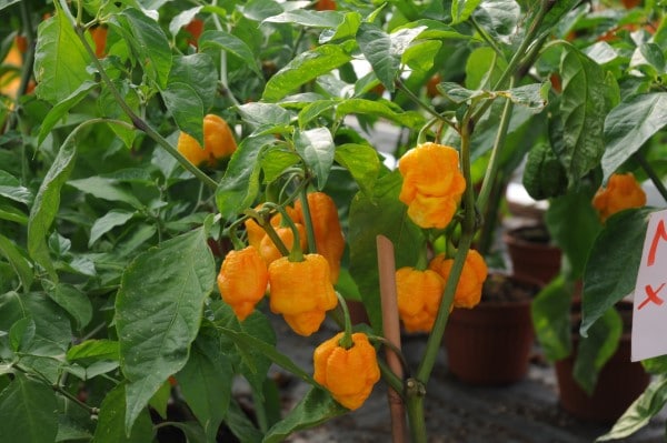 When To Pick Habanero Peppers
