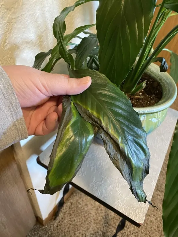Why Are My Peace Lily Leaves Turning Black 2