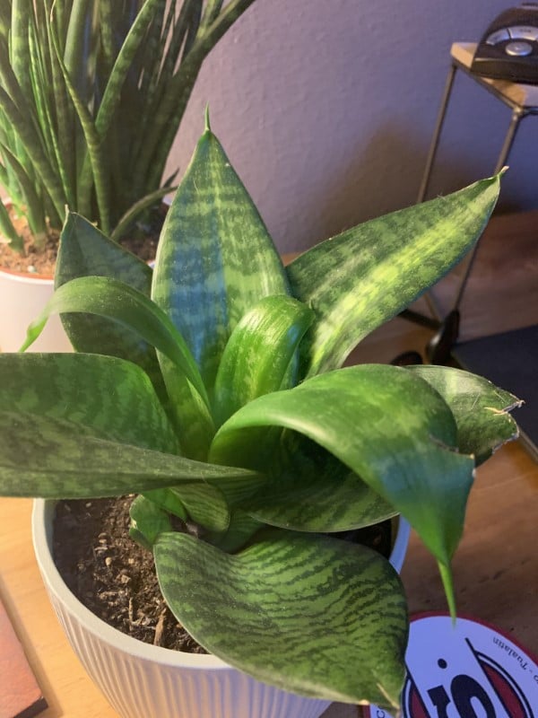 Why Is My Snake Plant Curling 2