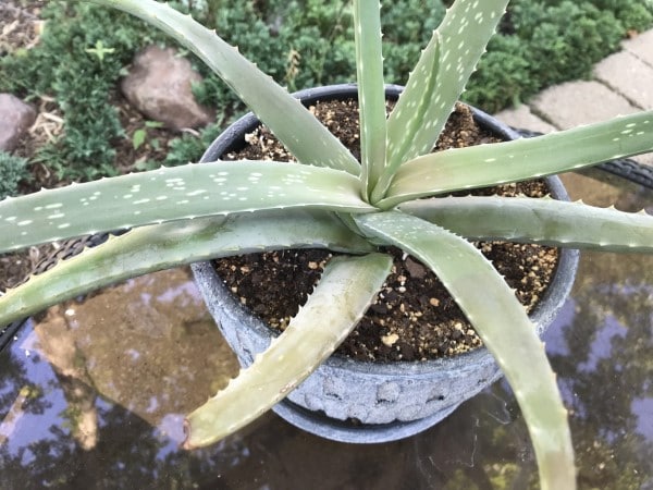 Why is my aloe plant turning yellow