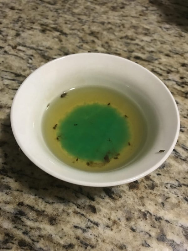 apple cider vinegar fruit fly trap How To Get Rid Of Grasshoppers With Vinegar