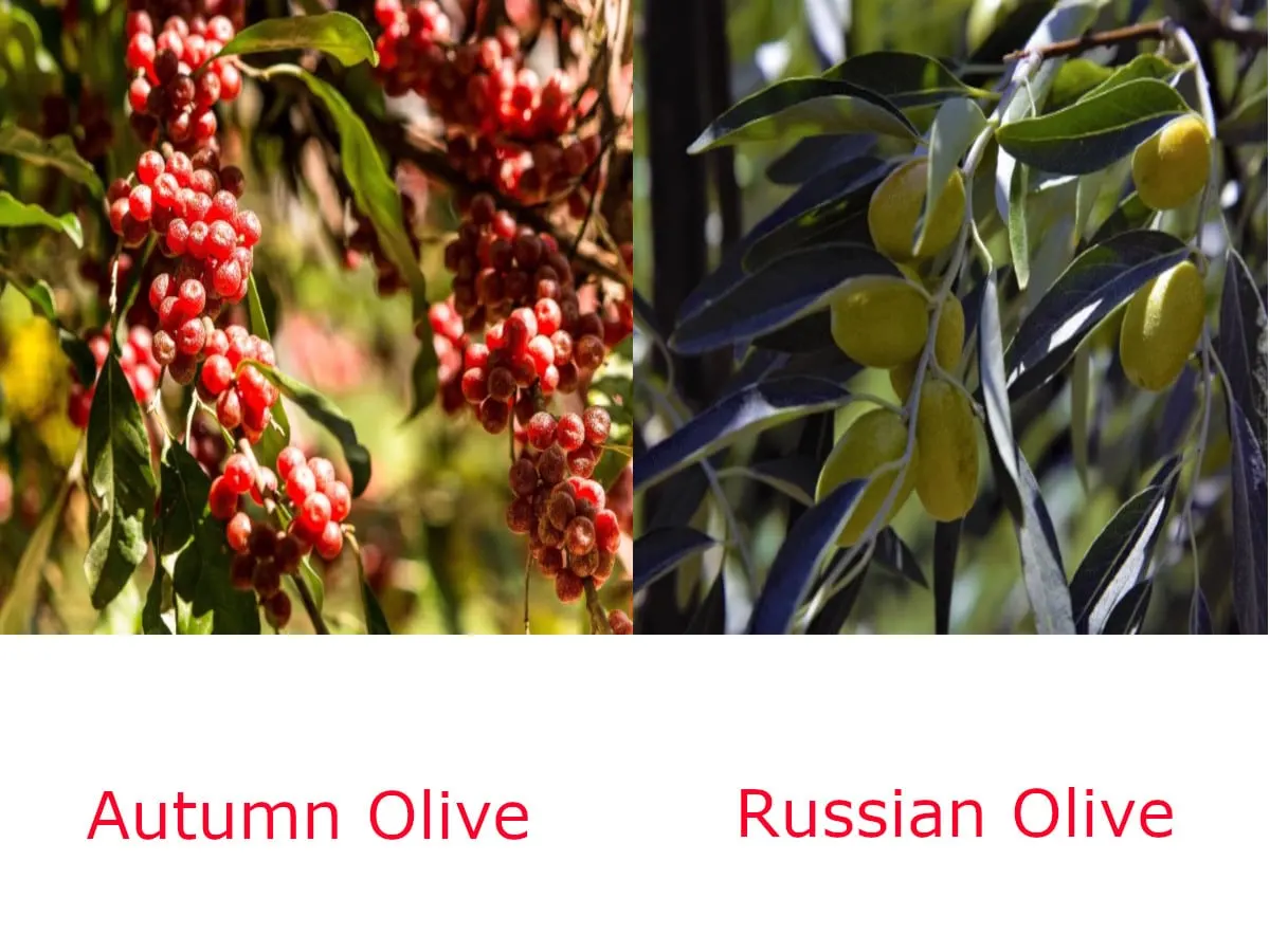 Autumn Olive Vs Russian Olive