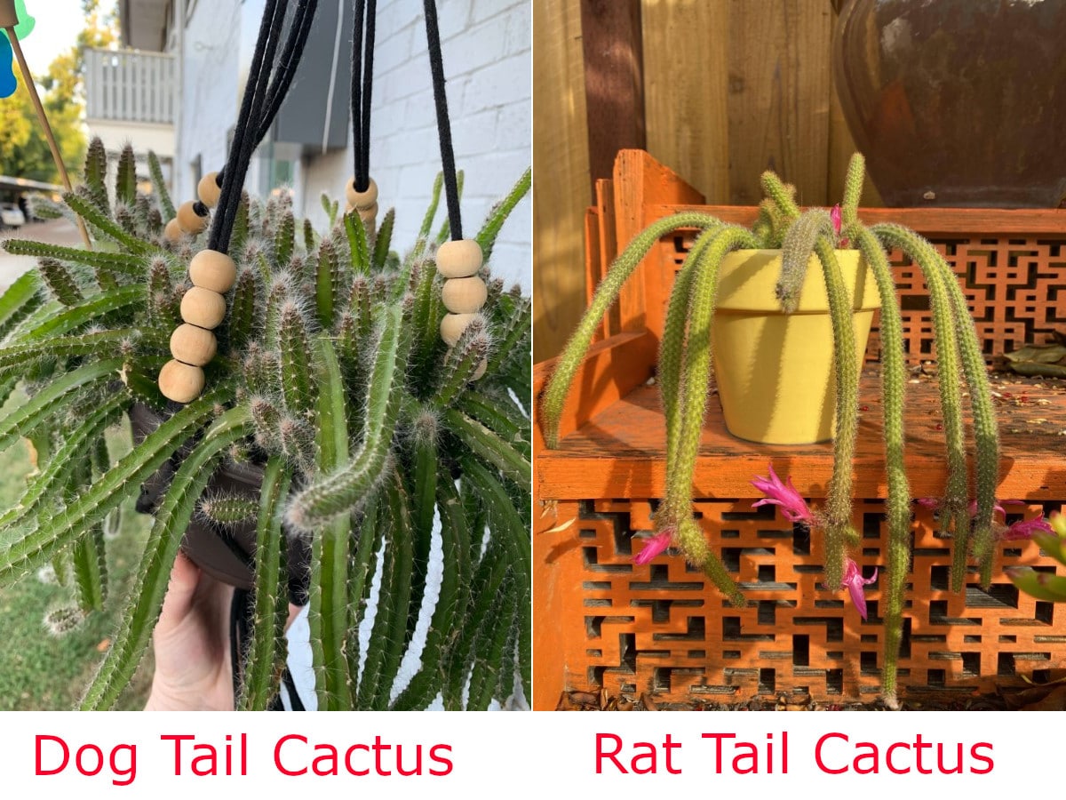 Dog Tail Cactus Vs Rat Tail Cactus