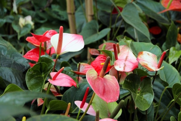 How To Get Anthurium To Bloom