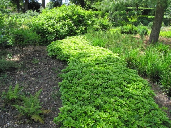 How To Get Rid Of Pachysandra