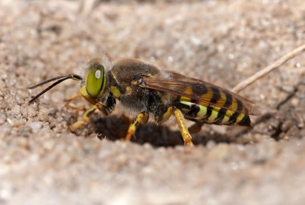 How To Get Rid Of Sand Wasps