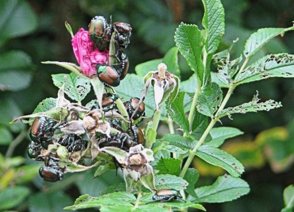 How To Get Rid of Japanese Beetles