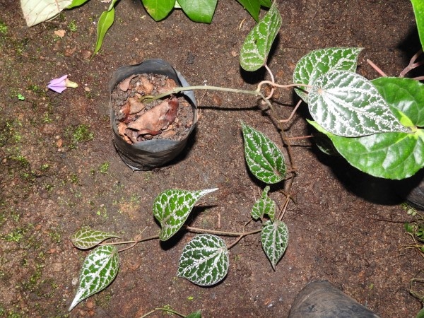 How To Propagate Cissus Discolor