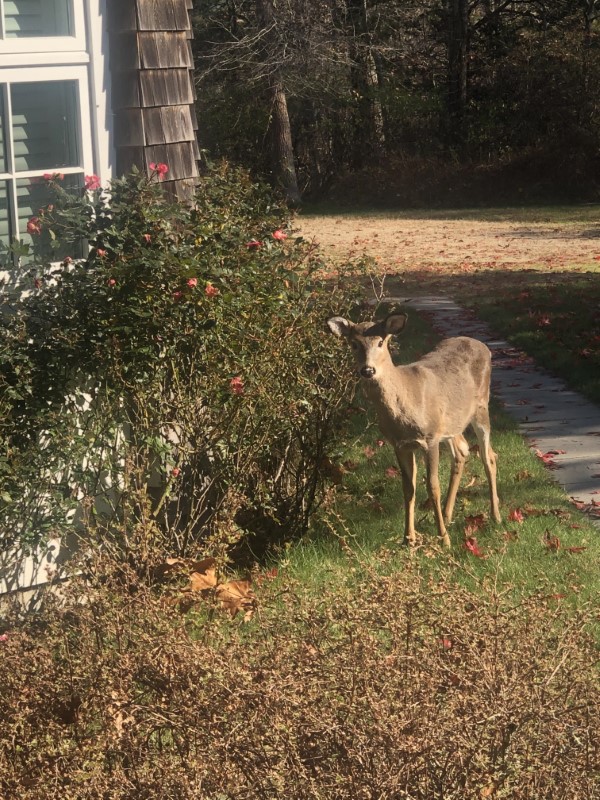How To Protect Roses From Deer