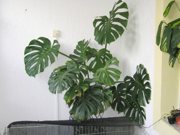 How To Prune A Monstera