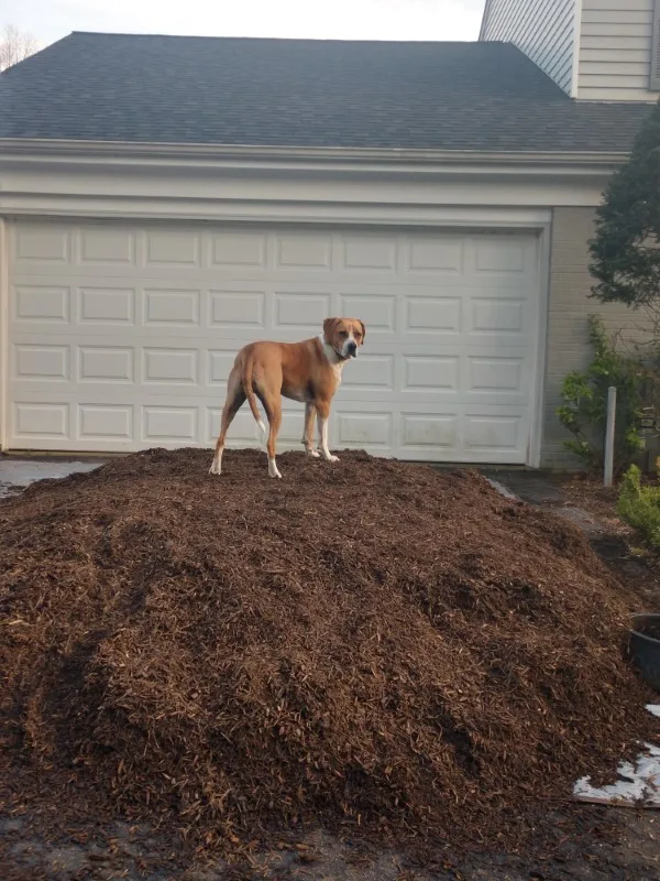 How To Stop Your Dog From Eating Mulch