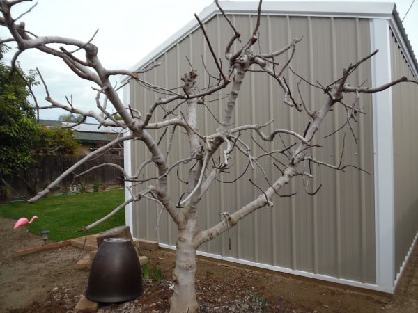 How to Get Your Fig Plant Out of Dormancy
