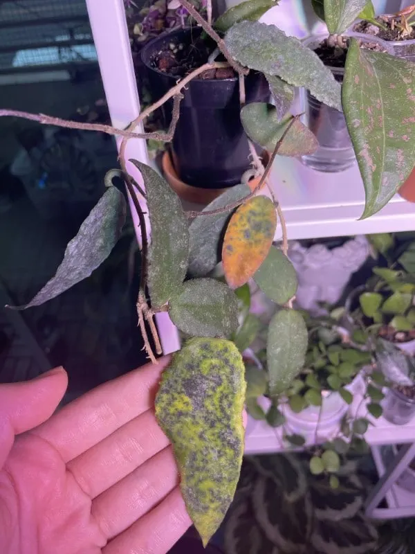 Hoya Caudata Sumatra has weird spots and dropped a leaf