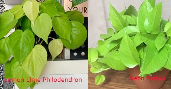 Lemon Lime Philodendron vs Neon Pothos
