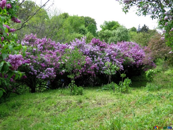 Lilac Garden Wisteria Vs Lilac