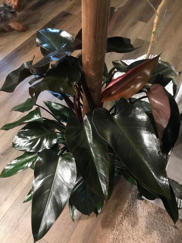 Philodendron Bloody Mary