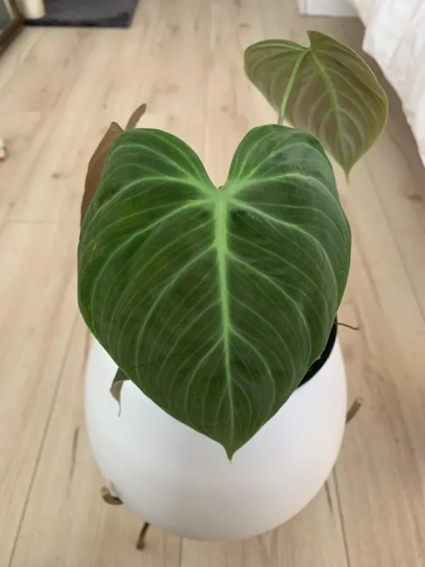 Philodendron El Choco Red 2