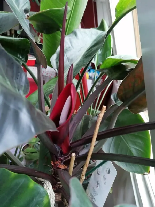 Philodendron Imperial Red petioles Philodendron Imperial Red Vs Rojo Congo