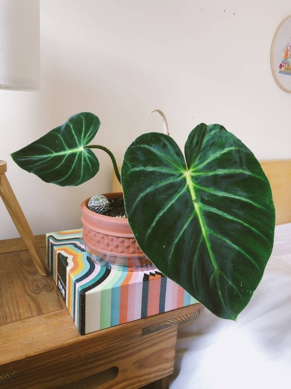Philodendron Luxurians 2