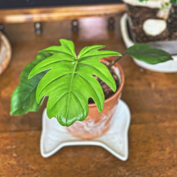 Philodendron Mayoi 2