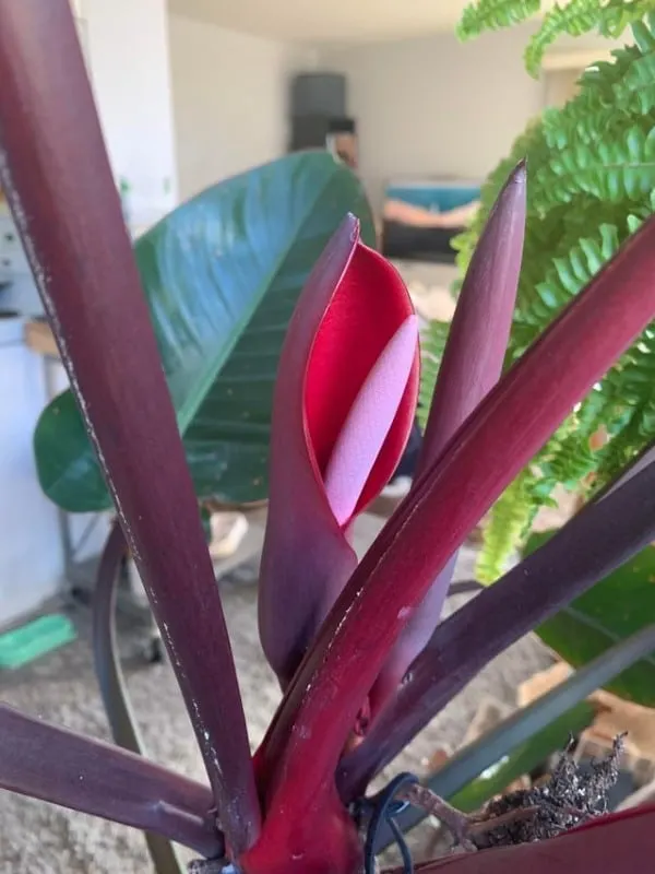 Philodendron Rojo Congo Flower Philodendron Imperial Red Vs Rojo Congo