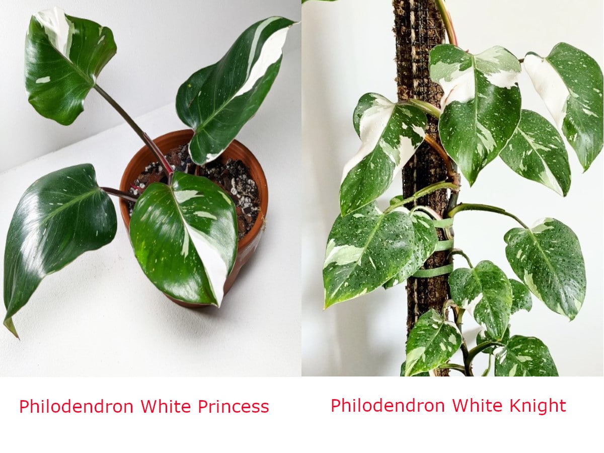 Philodendron White Princess vs White Knight 2