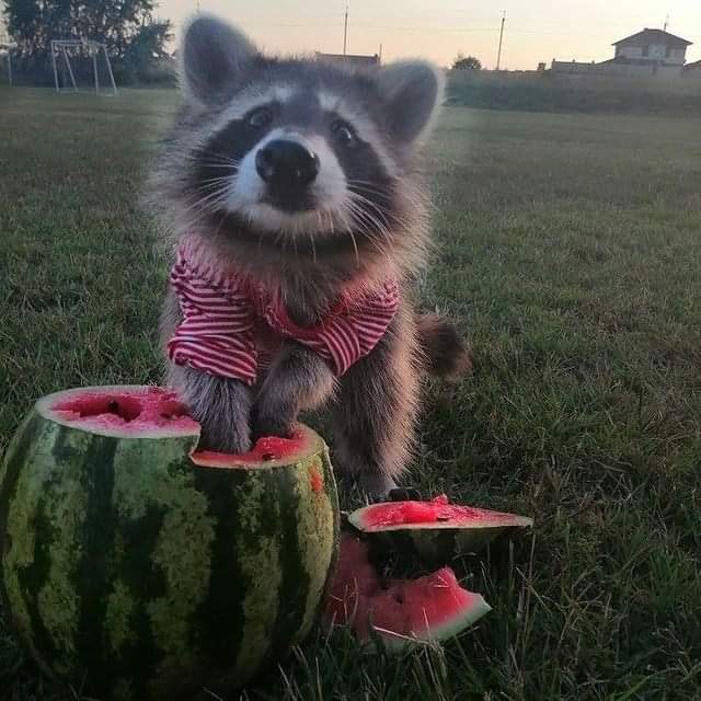 Raccoons What Animals Eat Watermelon