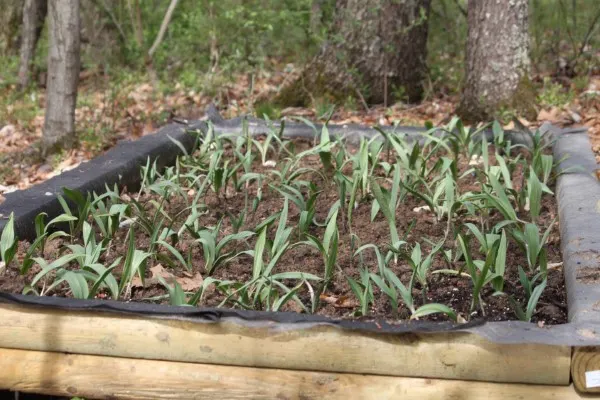Ramps Growing in Raised Beds Ramps Vs Lily of the Valley