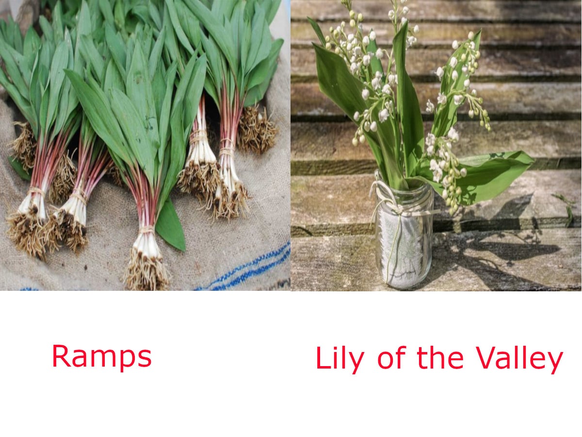 Ramps Vs Lily of the Valley