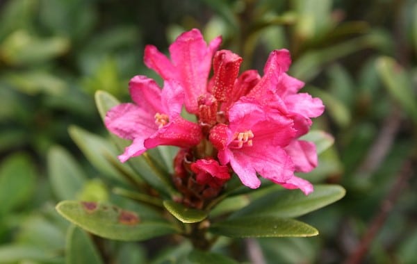 Rhododendron Hydrangea vs Rhododendron 2