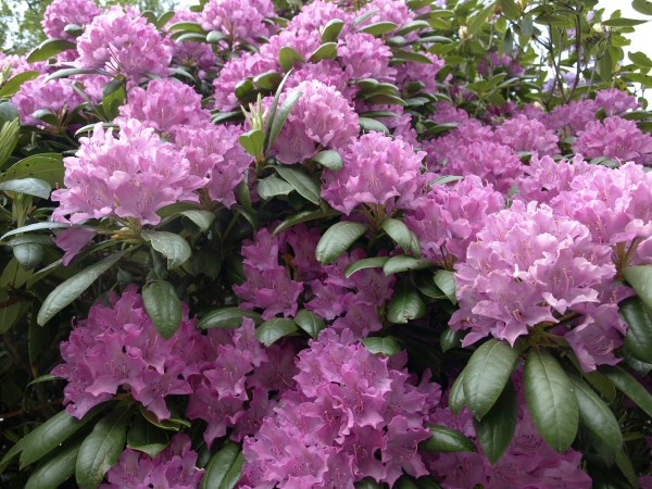 Rhododendron Hydrangea vs Rhododendron