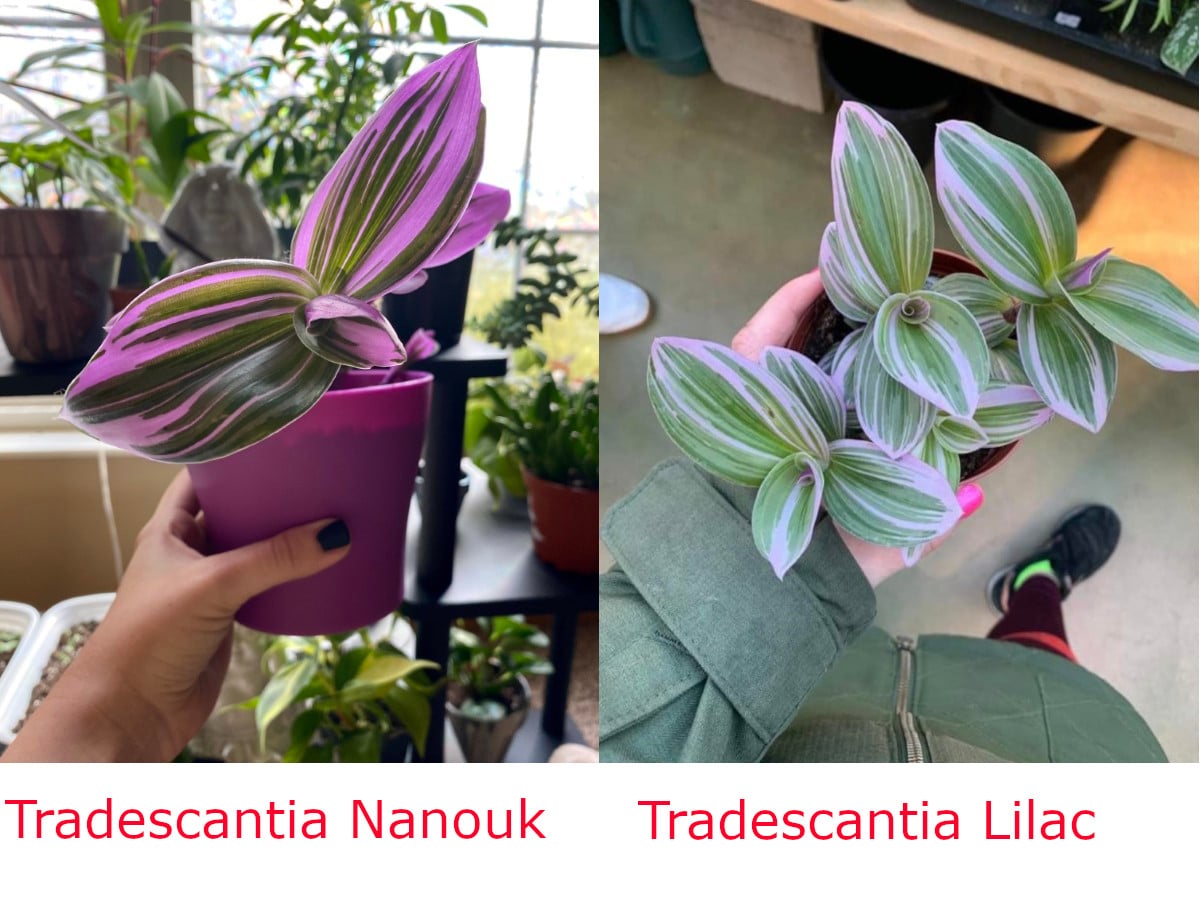 Tradescantia Nanouk vs Tradescantia Lilac