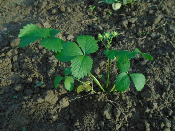 What Do Strawberry Leaves Look Like - (4 Details)