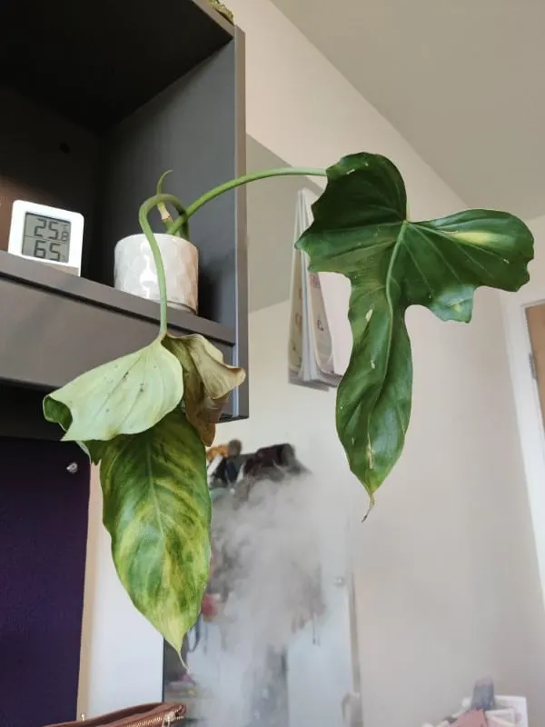 Whats wrong with my philodendron golden dragon