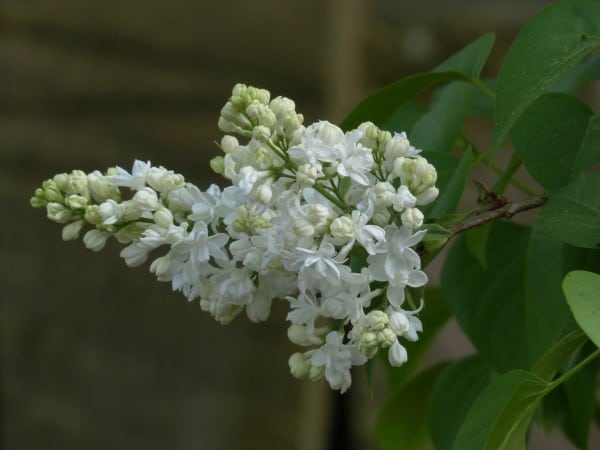 White Lilac Wisteria Vs Lilac