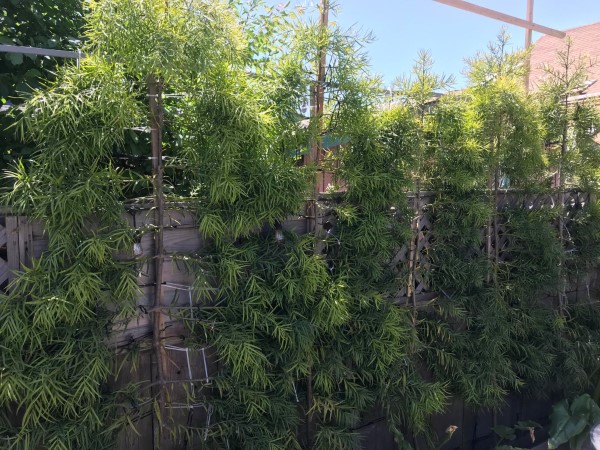 green wall of Podocarpus How To Make Podocarpus Grow Thicker