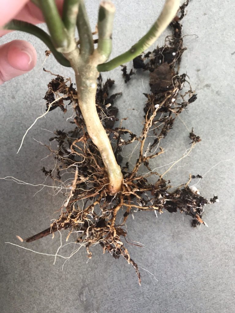 Identifying and treating root rot in Hoyas. - what does root rot look like