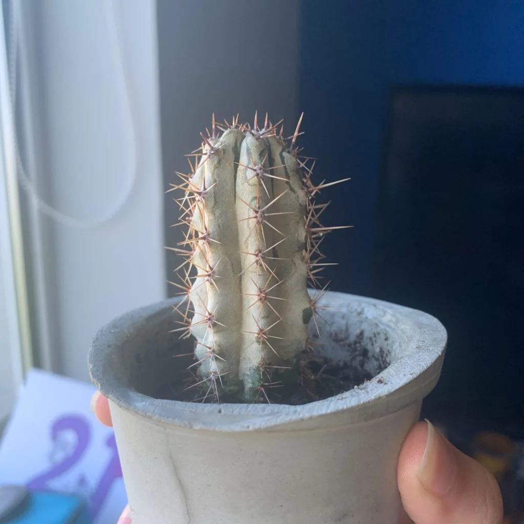 Why is my cactus turning white? It isn’t soft and is still green at the bottom.