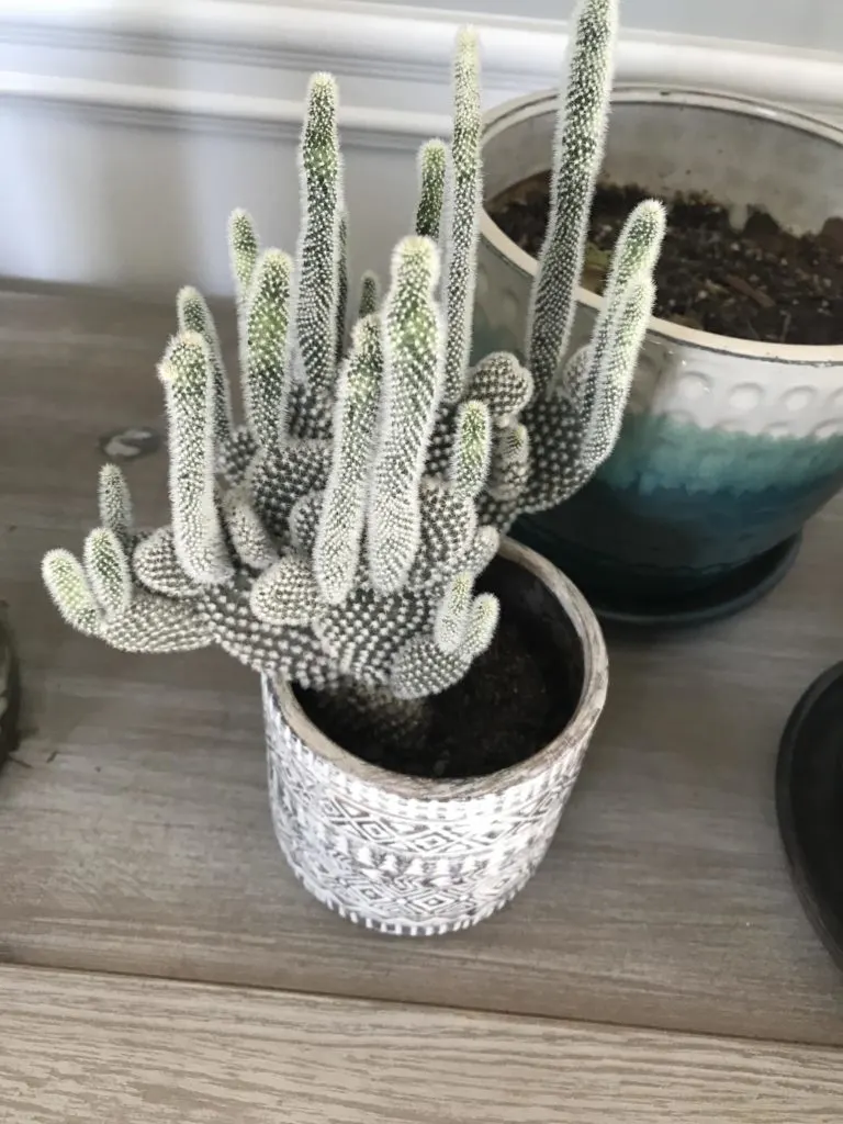 Why your thin cactus is not growing healthy?